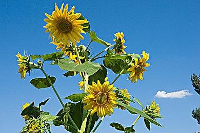 Fami通新一周销量榜 《任天堂Switch运动》二连冠