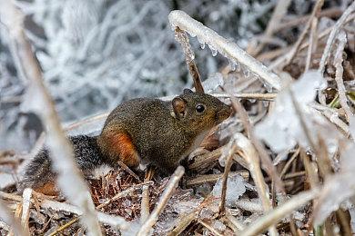 匿名爆料称《星际：异端先知》融合了黑魂美末和战神